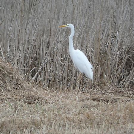 B&B De Zilverreiger Belt-Schutsloot Exteriör bild